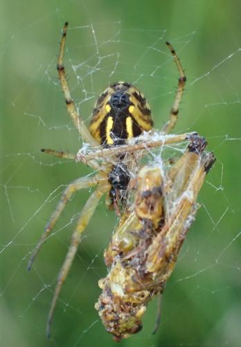 Réf. 211 766 : Neoscona adianta